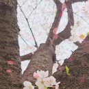 설레여봄 이미지