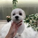 털로덮인친구들 서울상도점 이미지