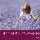 OM(오키모 라이프케어) | 오엠 엘리지리아 안티에이지 세럼 + 트루라벤더솝 후기