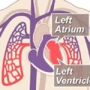 Circulatory system 이미지