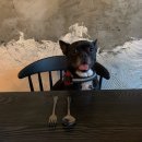 다다펫스파 이미지