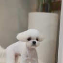 도그살롱바른핏 이미지