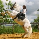 내고향 마차 이미지