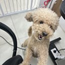 그루밍차차 이미지