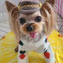 꽃보다 멍 이미지