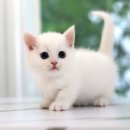 도레미캣 고양이분양 남양주 다산점 이미지