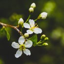 에이레네 이미지