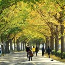 은행나무길 이미지