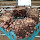 윤상농장 이미지