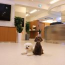 강아지나라동물병원 | 10살 강아지 안과 건강검진, 반포아이즈안과동물병원 방문 후기