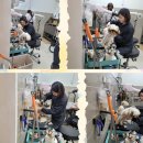 플러피독 이미지