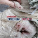 오리진 동물피부과병원 이미지