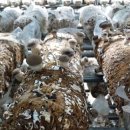 품안농장 이미지