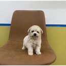 강아지와 고양이 이미지