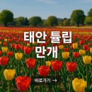 안면도베르사유 | 태안 튤립축제 2025 일정 개화 포토존 총정리