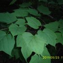 박쥐나무(남방잎 나물) - 류머티스성동통 반신불수 타박상 신경쇠약 이미지