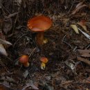 11월의 버섯 - 젖버섯아재비 Lactarius hatsudake ハツタケ(初茸) 이미지