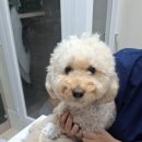 미르동물의료센터 이미지