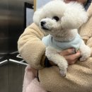 하루동물병원 | 소래동물병원 슬개골 수술 후기