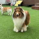 펫맘애 | [이태원] 이태원 애견카페 추천 <아이조아펫파크>