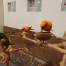 미어캣인더시티 이미지