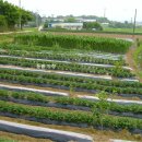 들샘농장 이미지