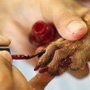 네일하는 강아지 이미지