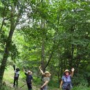 세쌍둥이네 풀꽃세상 이미지