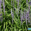 장생약국 이미지