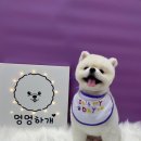 솜솜 애견미용 이미지