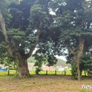 관매도 후박나무 이미지