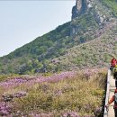 [산 이야기] 봄엔 철쭉·가을엔 억새… 계절마다 네 가지 색으로 갈아입는 산이죠 이미지
