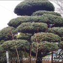 대성조경농원