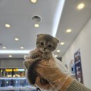 수원고양이분양 드림캣 안심분양센터 이미지