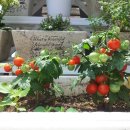 몽실농장 이미지