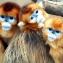 황금족보 이미지