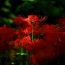 Flower field 속에서,.7. 이미지
