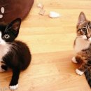 형제동물병원 이미지