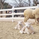 대성목장 | [울산 울주군] 포니랜드