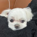 그로잉독 이미지