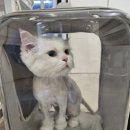 커뮤니캣 고양이 호텔&미용실 이미지