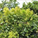 대추나무 이미지