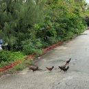 상아주유소 | 괌 3박5일 3일차 괌 남부투어데이 (초보운전의 렌트카 운전 도전)