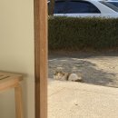 카페 펀치즈 이미지