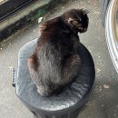 연탄불구이 | 강원도 속초 현지인 맛집 연탄불생구이 후기 (돼지 생갈비, 뒷고기, 꼬리, 닭목살, 똥집)