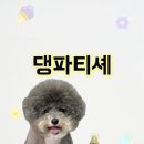 댕파티셰 이미지