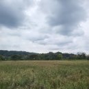 비봉인공습지 축구장 | [화성] 비봉 습지 공원