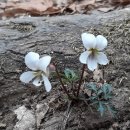 저구항민박 이미지