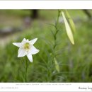 백합(Lilium) 이미지