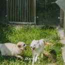 여우의속삭임